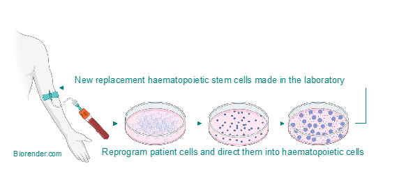 diagram showing steps involved in reprogramming adult cells in the lab and directing them to become haematopoietic stem cells. 