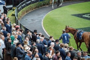 Crowd of racegoers watching race horses being walked past